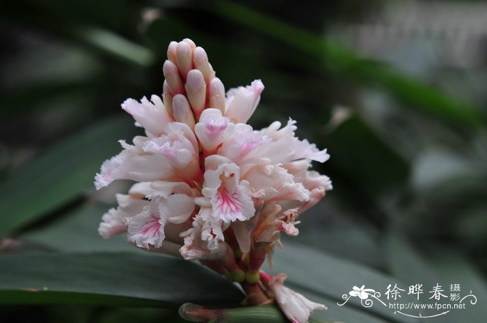 益智Alpinia oxyphylla 益智Alpinia oxyphylla