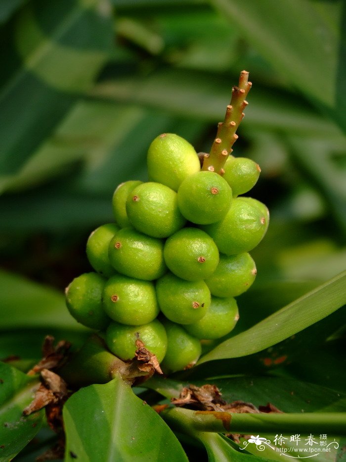 益智Alpinia oxyphylla 益智Alpinia oxyphylla