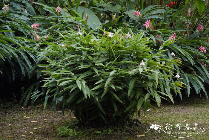益智Alpinia oxyphylla 益智Alpinia oxyphylla