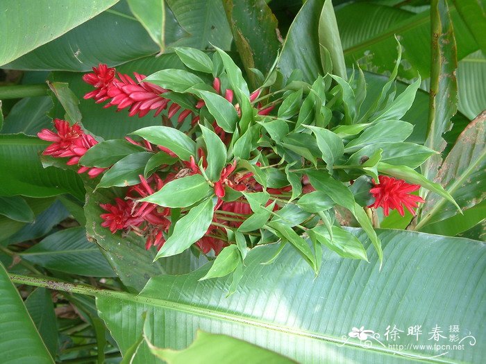 红花月桃Alpinia purpurata 红花月桃Alpinia purpurata