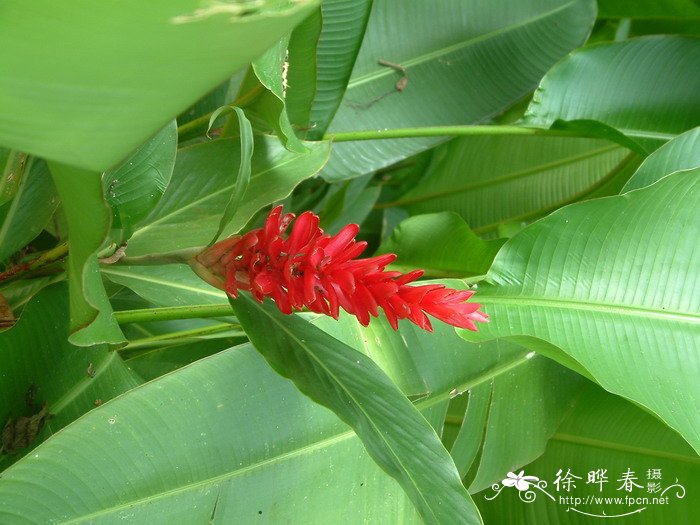 红花月桃Alpinia purpurata 红花月桃Alpinia purpurata