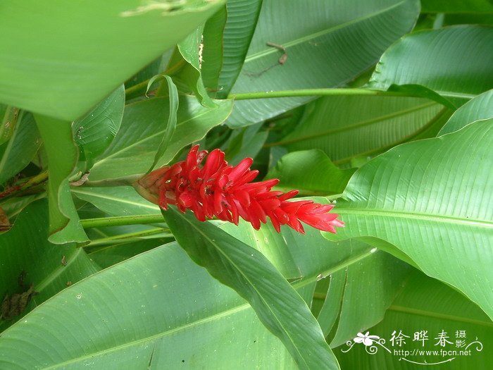 红花月桃Alpinia purpurata