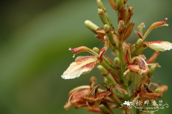 滑叶山姜Alpinia tonkinensis 滑叶山姜Alpinia tonkinensis