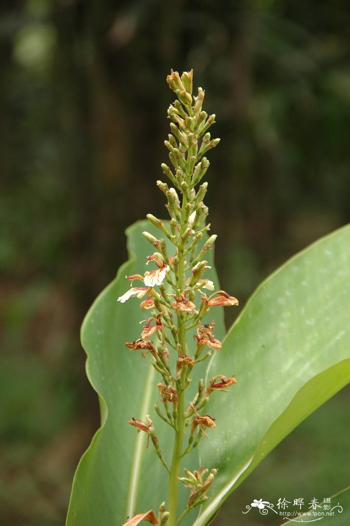 滑叶山姜Alpinia tonkinensis 滑叶山姜Alpinia tonkinensis