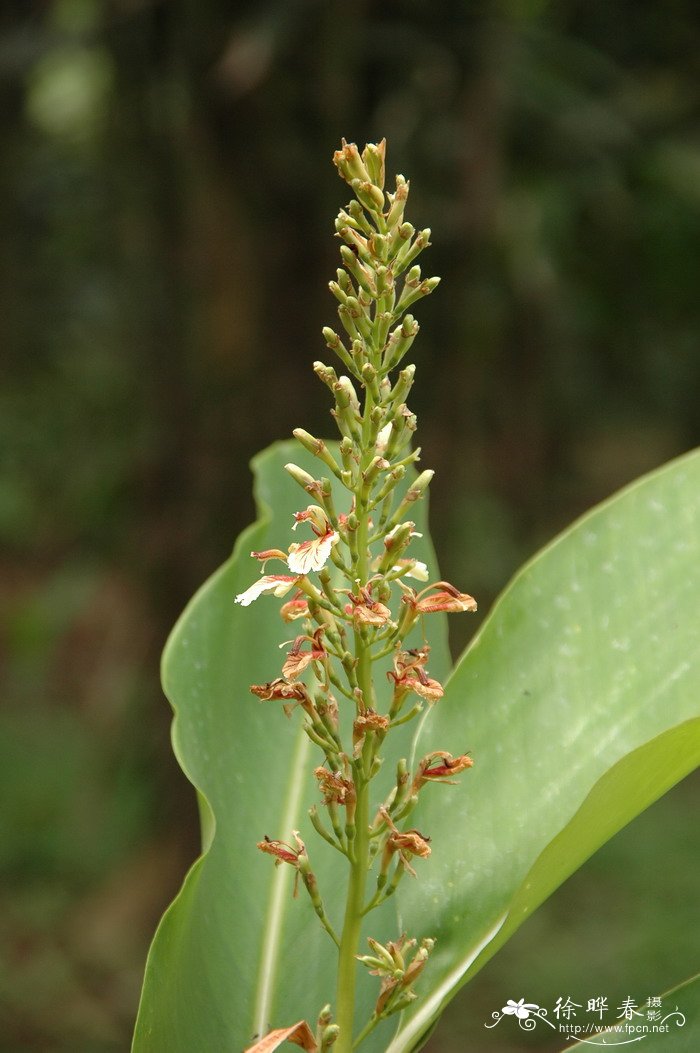 滑叶山姜Alpinia tonkinensis