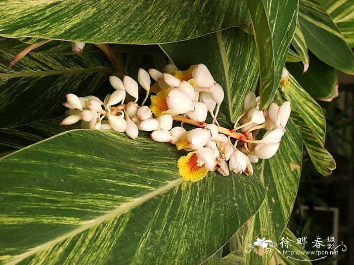 花叶艳山姜Alpinia zerumbet ‘ Variegata’