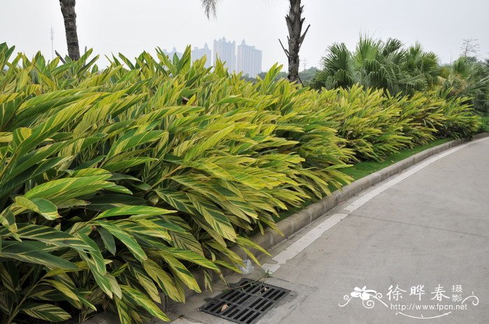 花叶艳山姜Alpinia zerumbet ‘ Variegata’ 花叶艳山姜Alpinia zerumbet ‘ Variegata’