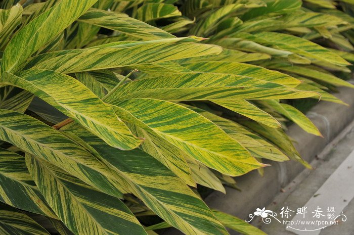 花叶艳山姜Alpinia zerumbet ‘ Variegata’