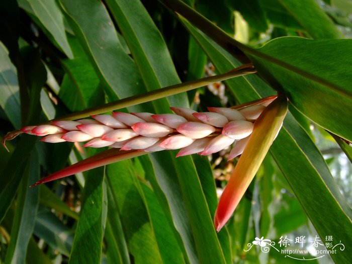 雨花山姜Alpinia zerumbet ‘Springle’ 雨花山姜Alpinia zerumbet ‘Springle’
