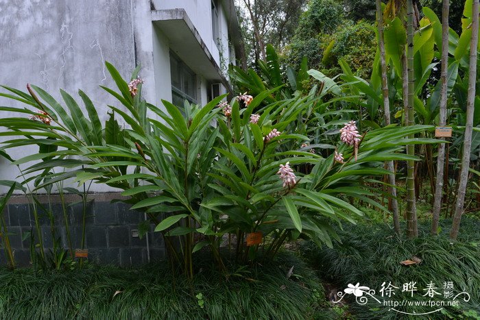 雨花山姜Alpinia zerumbet ‘Springle’ 雨花山姜Alpinia zerumbet ‘Springle’