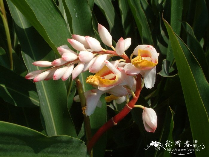 艳山姜Alpinia zerumbet 艳山姜Alpinia zerumbet