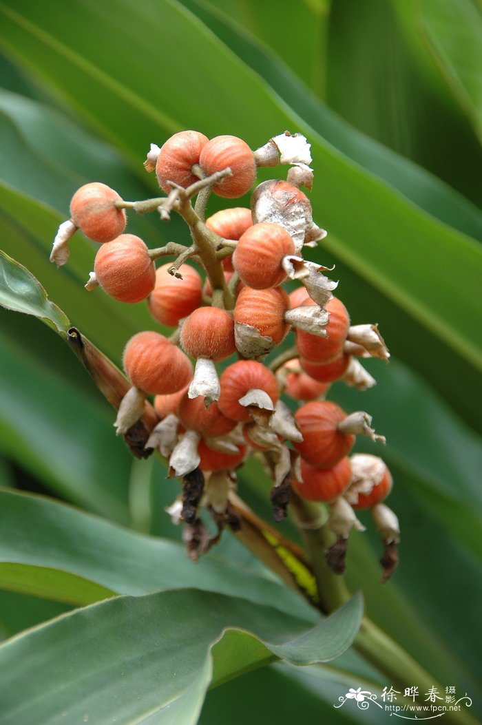 艳山姜Alpinia zerumbet