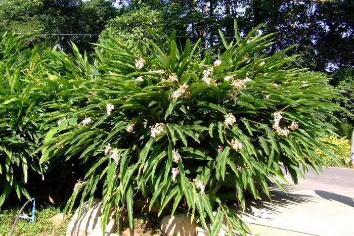 艳山姜Alpinia zerumbet