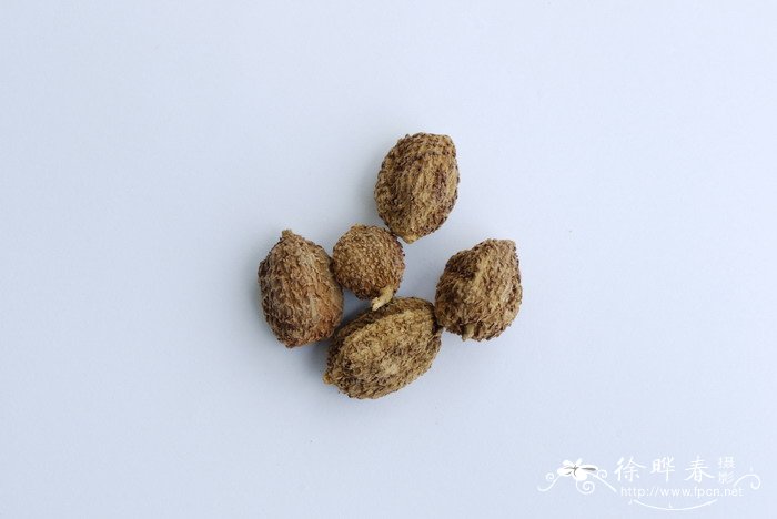 砂仁Amomum villosum 砂仁Amomum villosum