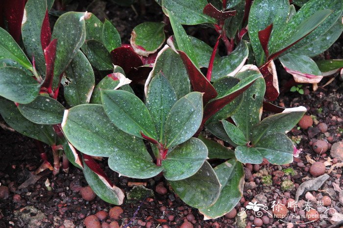 美叶闭鞘姜Costus erythrophyllus 美叶闭鞘姜Costus erythrophyllus