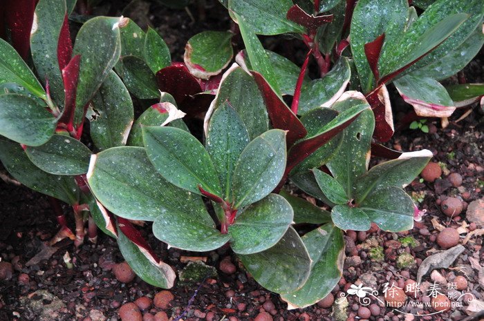 美叶闭鞘姜Costus erythrophyllus