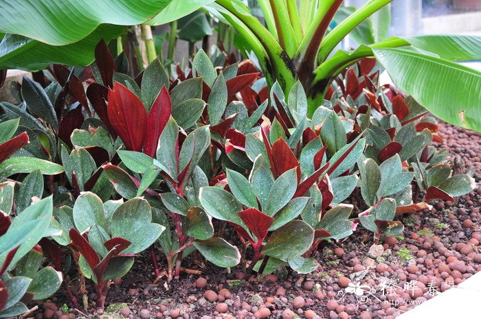 美叶闭鞘姜Costus erythrophyllus 美叶闭鞘姜Costus erythrophyllus