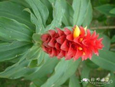 丛毛宝塔姜 Costus comosus