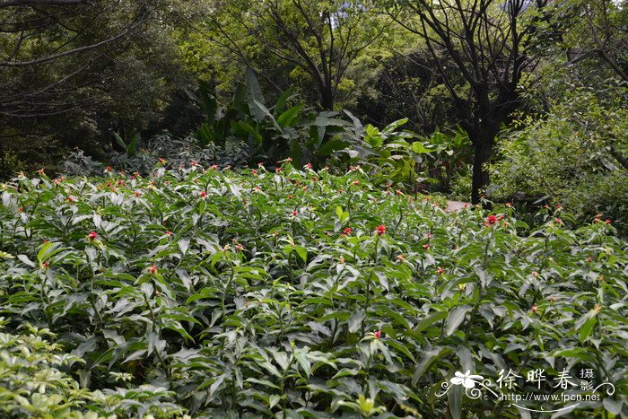 丛毛宝塔姜 Costus comosus