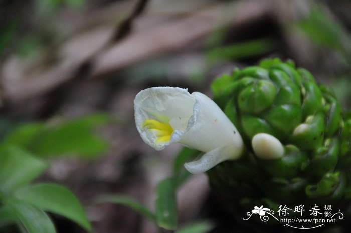 大苞闭鞘姜Costus dubius