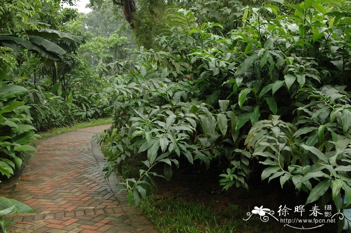 大苞闭鞘姜Costus dubius 大苞闭鞘姜Costus dubius