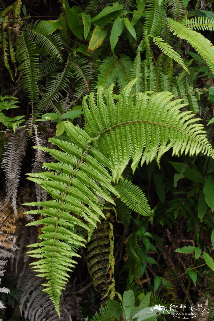 里白Dicranopteris glauca 里白Dicranopteris glauca