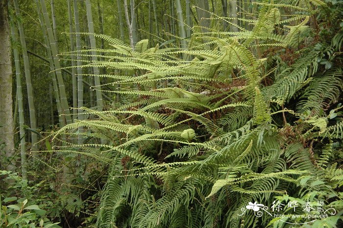 里白Dicranopteris glauca 里白Dicranopteris glauca