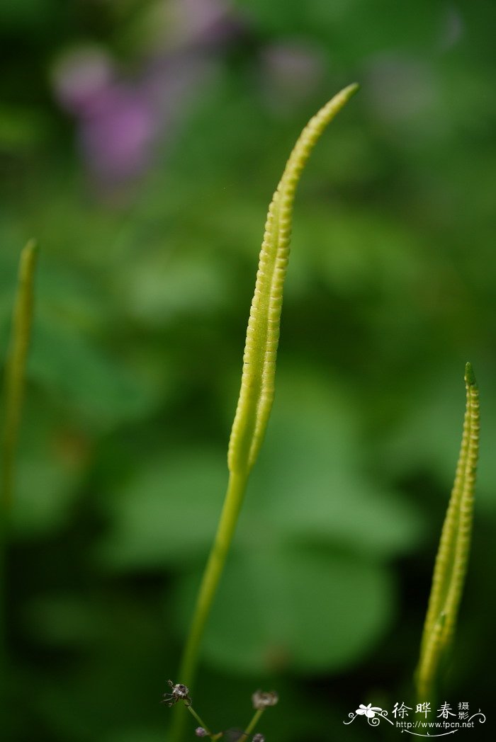 瓶尔小草Ophioglossum vulgatum 瓶尔小草Ophioglossum vulgatum