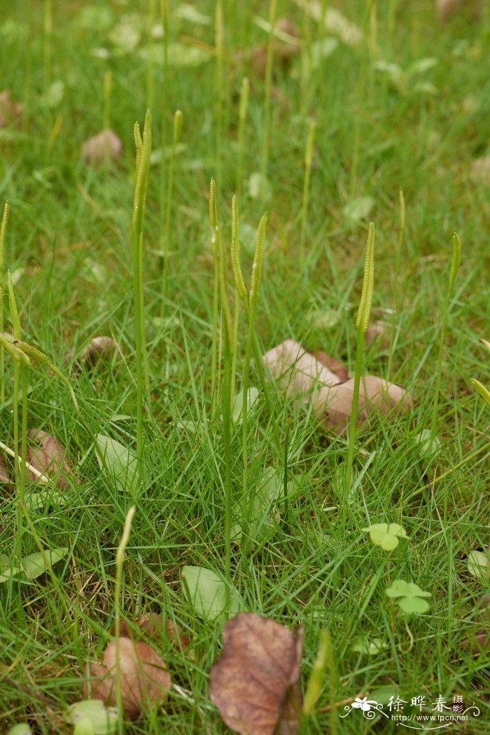 瓶尔小草Ophioglossum vulgatum 瓶尔小草Ophioglossum vulgatum
