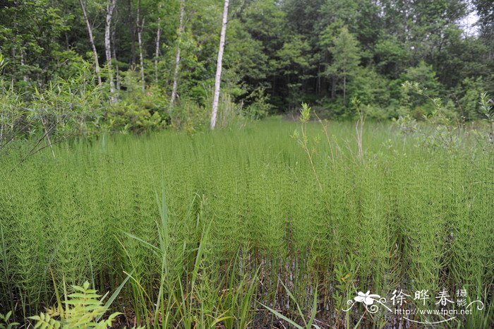 问荆Equisetum arvense 问荆Equisetum arvense