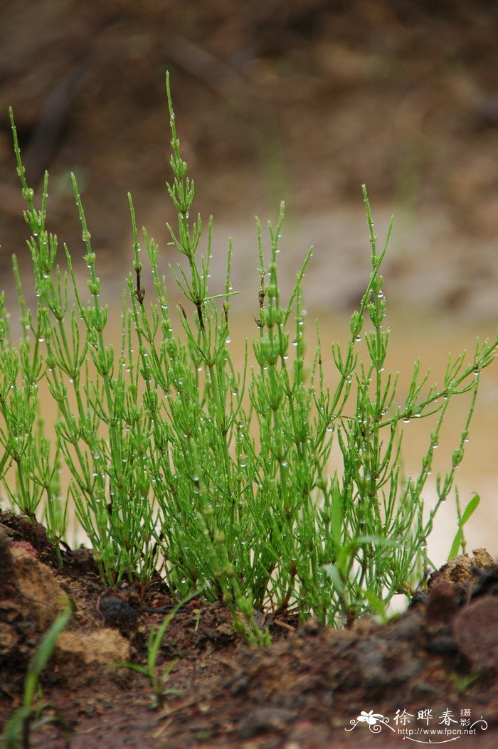 问荆Equisetum arvense