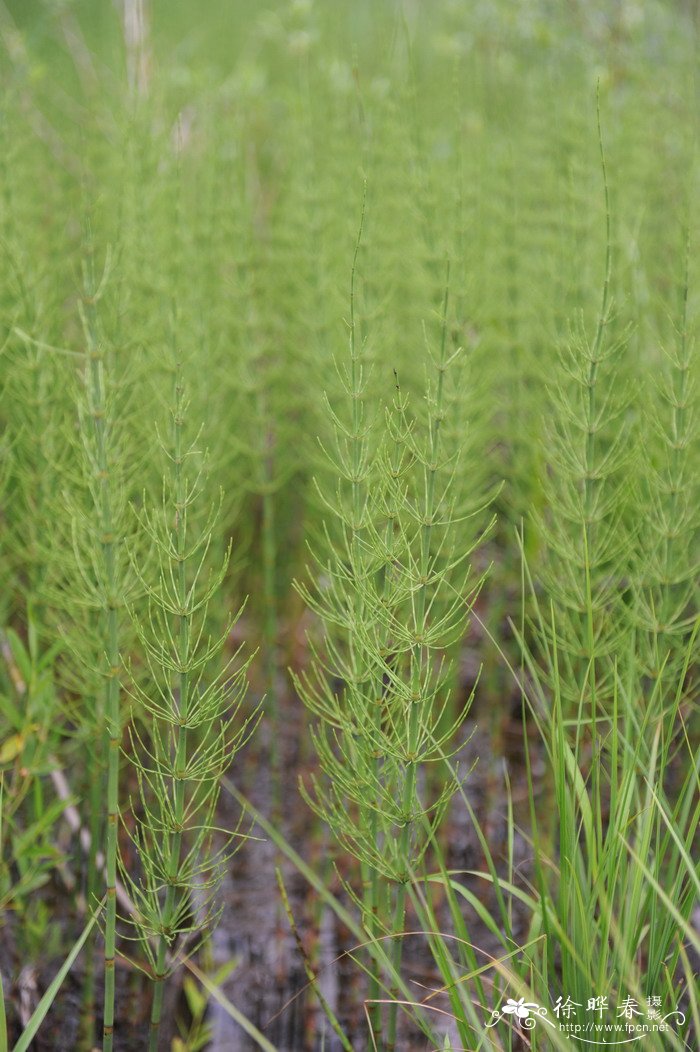 问荆Equisetum arvense 问荆Equisetum arvense