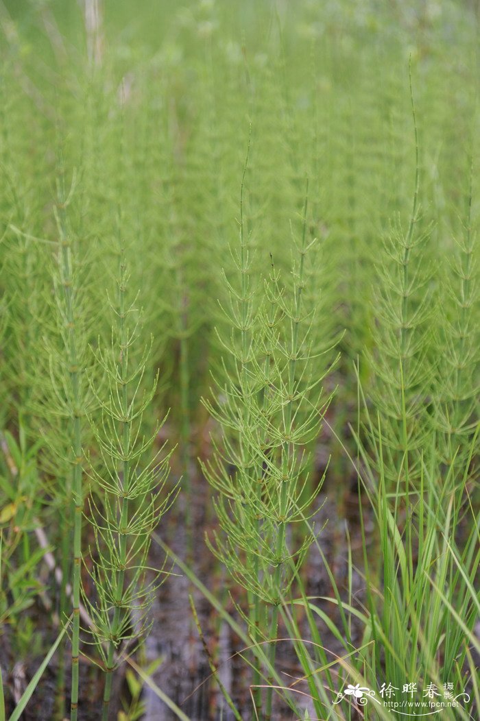 问荆Equisetum arvense