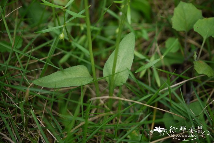 瓶尔小草Ophioglossum vulgatum 瓶尔小草Ophioglossum vulgatum