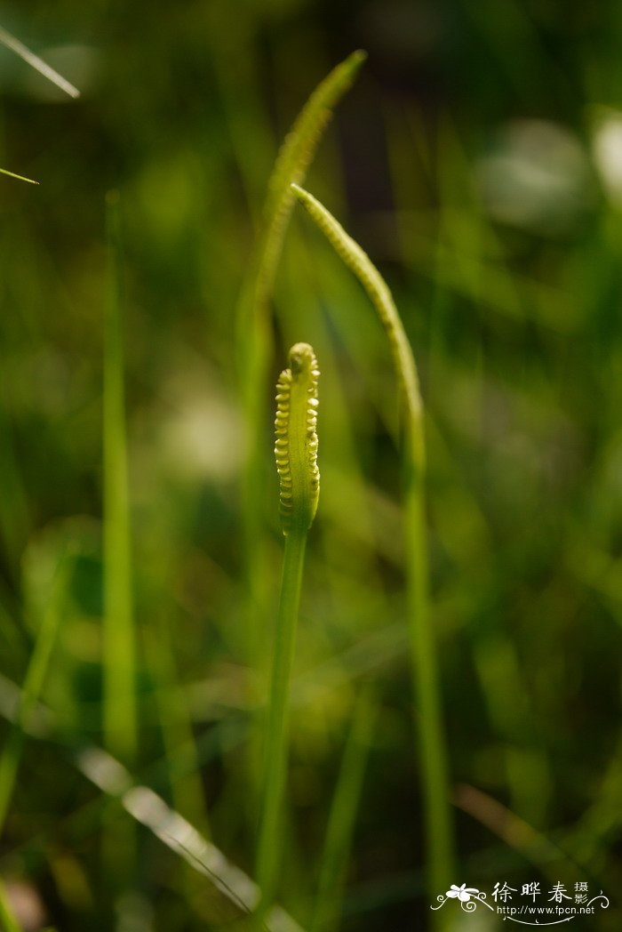 瓶尔小草Ophioglossum vulgatum 瓶尔小草Ophioglossum vulgatum
