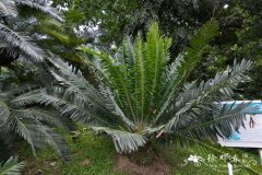 长籽苏铁Encephalartos manikensis