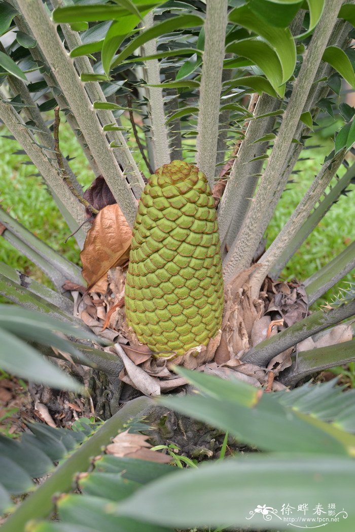 长籽苏铁Encephalartos manikensis 长籽苏铁Encephalartos manikensis