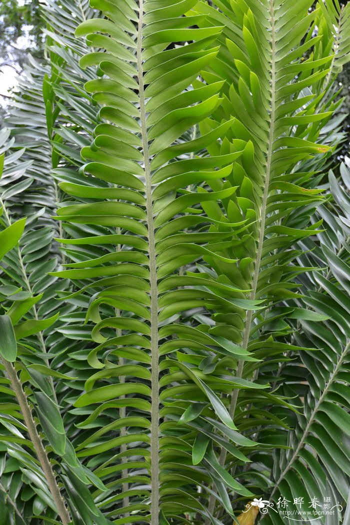 长籽苏铁Encephalartos manikensis