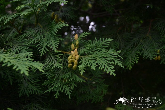 北美香柏Thuja occidentalis