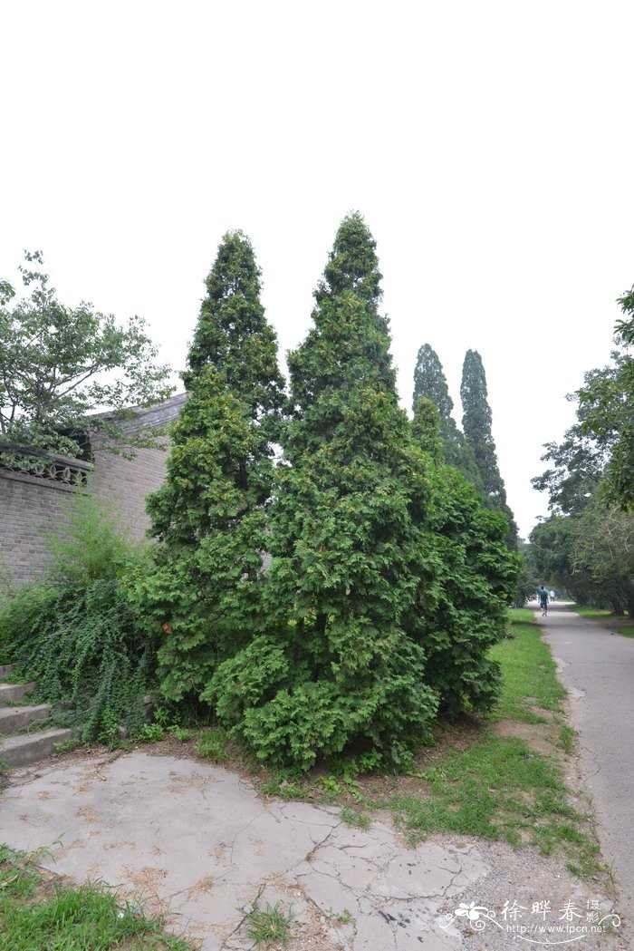 北美香柏Thuja occidentalis