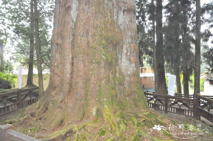 红桧Chamaecyparis formosensis 红桧Chamaecyparis formosensis