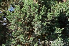 丹东桧Juniperus chinensis 'Dandong'