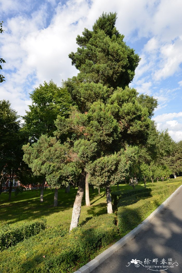 丹东桧Juniperus chinensis 'Dandong' 丹东桧Juniperus chinensis 'Dandong'