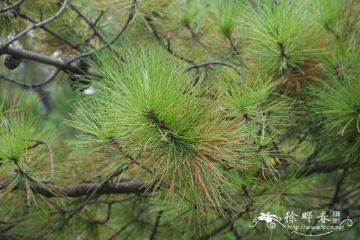 刚松Pinus rigida 刚松Pinus rigida