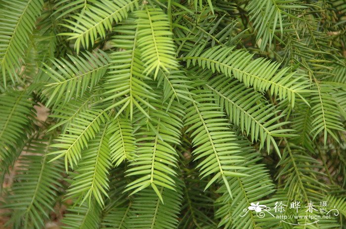 香榧Torreya grandis 'Merrillii'