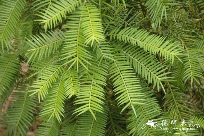 香榧Torreya grandis 'Merrillii' 香榧Torreya grandis 'Merrillii'