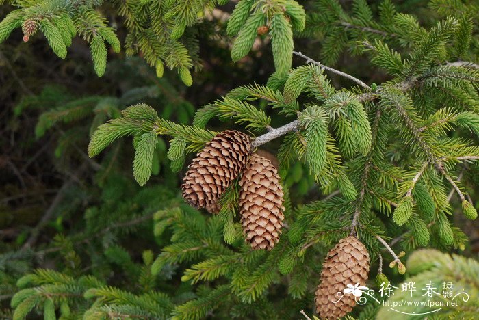 油麦吊云杉Picea brachytyla var. complanata