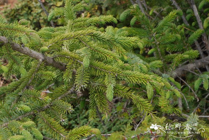 油麦吊云杉Picea brachytyla var. complanata