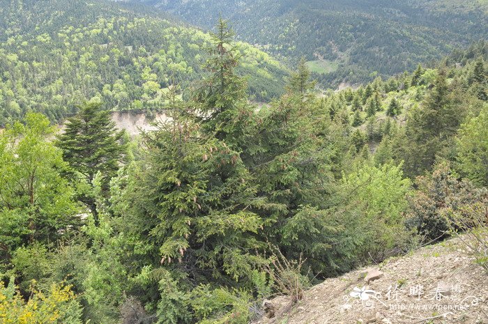 油麦吊云杉Picea brachytyla var. complanata 油麦吊云杉Picea brachytyla var. complanata