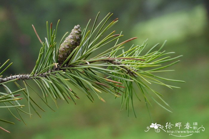 北美短叶松Pinus banksiana 北美短叶松Pinus banksiana
